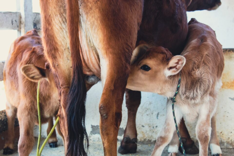 Bezerros mamando em uma vaca no interior de Minas Gerais