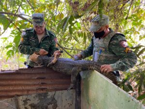 Animais resgatados de cativeiro clandestino(foto/Divulgação PM)