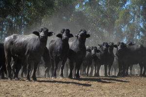 Rebanho de búfalos em fazenda de Oliveira, região centro-oeste de Minas.