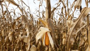 Fenômeno climático pode afetar a produção brasileira de grãos, como milho. (Foto: Reprodução/Internet)