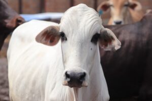 Vacinação de bovinos e bubalinos é importante para economia. (Foto: Divulgação/Pixabay)