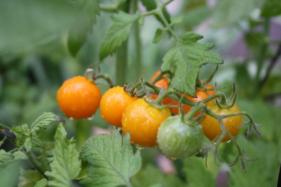 Pé de tomate cheio de frutos