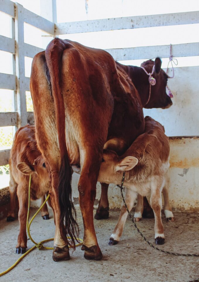 Vaca e bezerros em uma fazenda