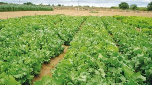 Hortaliças folhosas são um excelente tipo de cultivo consorciado (Foto: Emater)