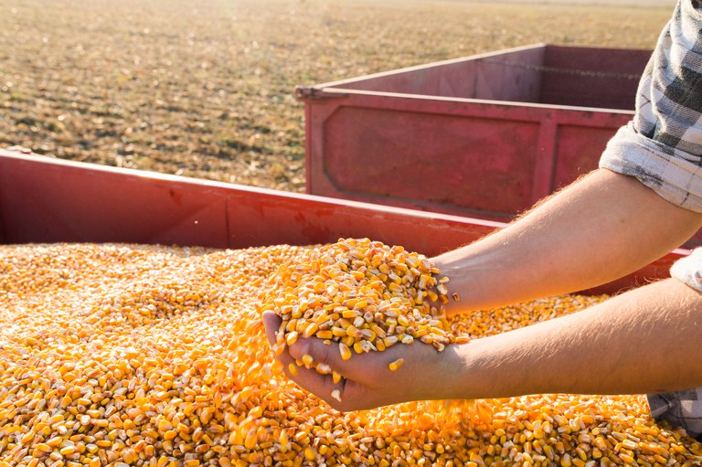 Foto de pessoa pegando o milho, em grãos, nas mãos.