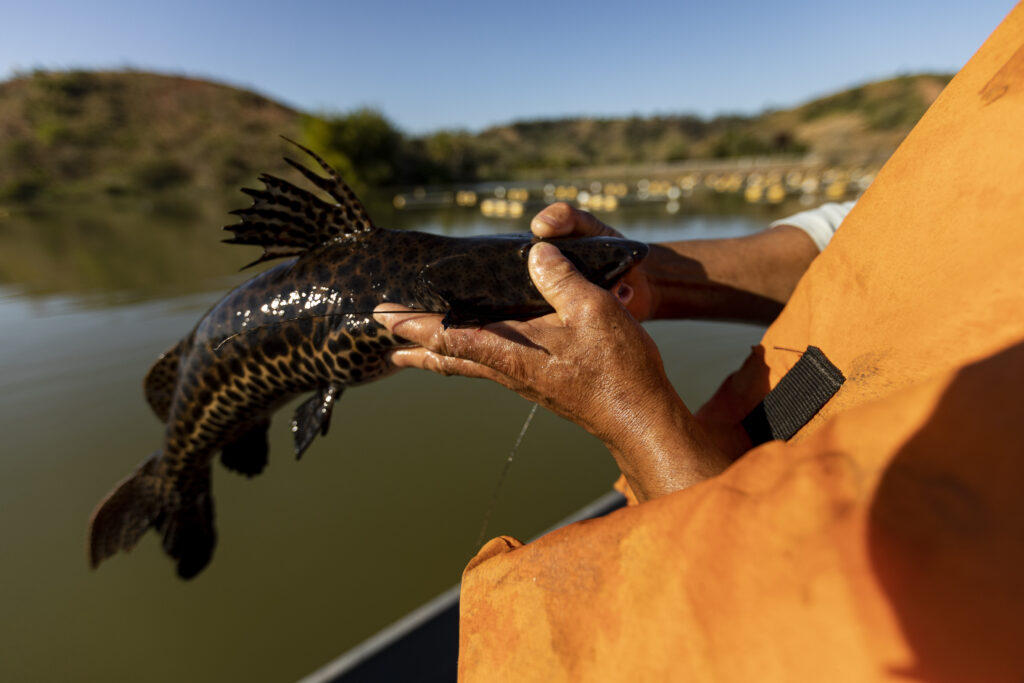 Peixe pintado na mão de um pescador 