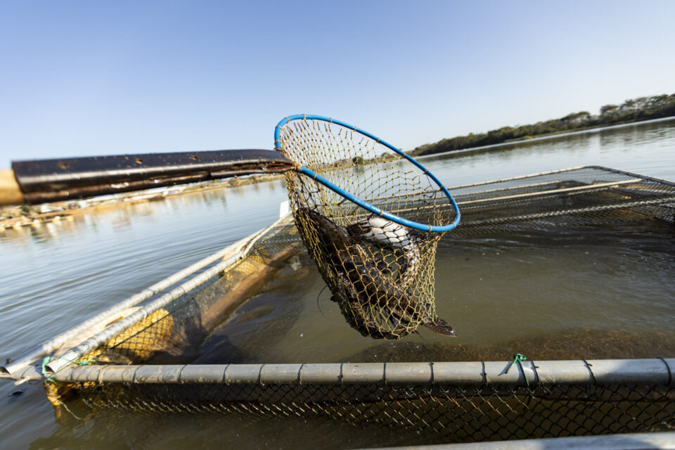 Peixe sendo retirado de um tanque rede