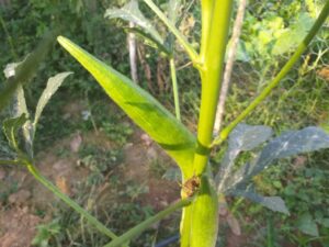 O nematoide atinge plantações de quiabo, milho, café. Sabia como controlá-lo. (Foto: Washington Bonifácio)