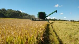 Valor da produção de arroz puxou crescimento do VPB em 2021. (Foto: Divulgação Irga/RS)