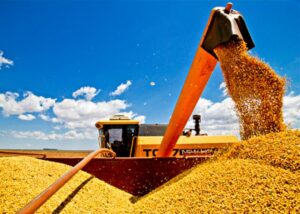 Safra de grãos no Brasil este ano deve ser 0,8% maior que em 2020, diz IBGE. (Foto: RR Rufino / Embrapa)