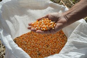 Governo autorizou compra de até 200 mil toneladas de milho. (Foto: Guilherme Viana/Embrapa)