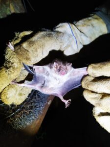 18 "morcegos vampiros" foram capturados em Bambuí. Espécie é a principal transmissora da raiva animal. (Foto: Valdeci da Rocha / IMA)