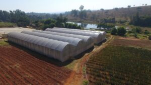 Estufas usadas para o plantio de tomate