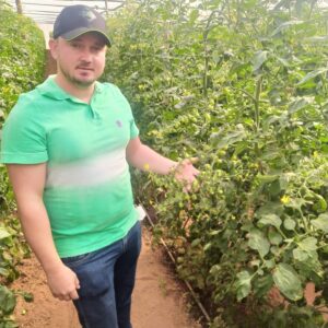 Produtor Filipe Ferreira trabalha na produção de tomates em estufas.
