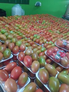 3500 bandejas de tomate são vendidas por semana