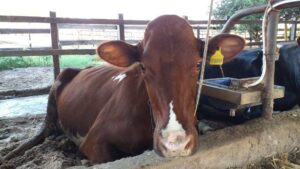 Os óleos aumentaram a taxa de sudorese e a oxigenação do sangue das vacas (Foto:Epamig)