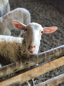 Criação de ovelhas estimula turismo rural na propriedade em Itapecerica. (Foto: Sabores da Ovelha)
