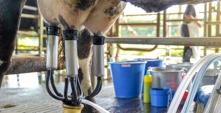 O projeto é executado pela UFJF em parceria com o Instituto de Laticínios Cândido Tostes (Foto: PJF).