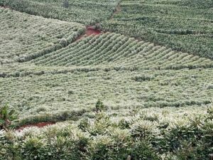 Cafezal em flor