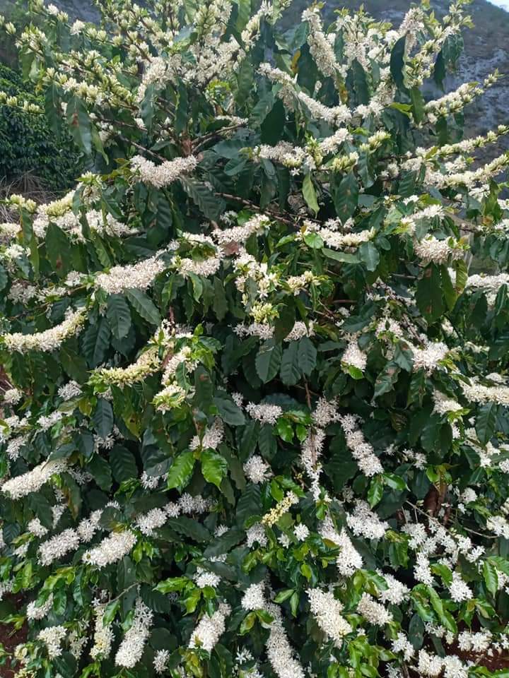 Pé de café carregado de flor