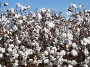 Produtores de algodão devem ficar atentos ao período de vazio sanitário. (Foto: Embrapa)