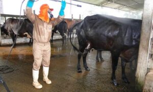 Controle de carrapatos é fundamental para evitar prejuízos. (Foto: Semagro MS)