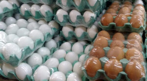 Consumo de ovos no Brasil supera média mundial. (Foto: IBGE)