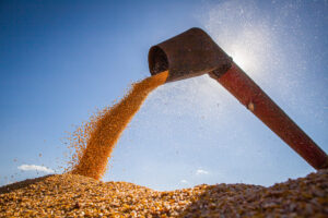 A China compra 60% da soja produzida no Mato Grosso. (Foto: Wenderson Araujo)