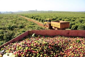 Os dados da performance da cafeicultura mundial foram extraídos do Relatório sobre o mercado de Café – outubro 2021 (Foto: Governo de Minas).