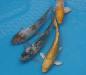 A piscicultura, tanto para peixes ornamentais quanto para corte, tem crescido em Minas (Foto: EPAMIG).