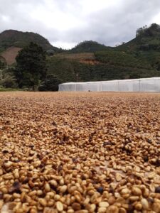 A Coopeavi trabalha com café, leite e avicultura. (Foto: Divulgação)