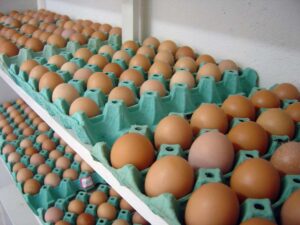 Consumo de ovos no Brasil bateu recorde histórico. (Foto: Cidasc)