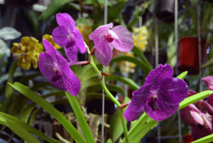 Plantio de orquídeas exige cuidados. (Foto: Emerson Ferraz)