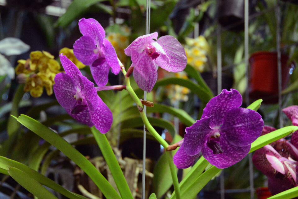 Pesquisadora da Epamig dá dicas sobre plantio de orquídeas – Uai Agro