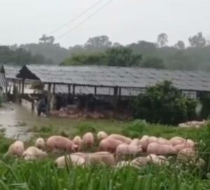 Porcos morreram afogados durante a inundação. (Foto de redes sociais)