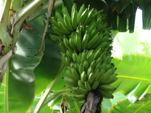 Minas Gerais é um dos maiores produtores de banana no estado. (Foto: Seapa)