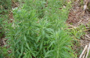 Herbicidas Pré Emergentes na Soja