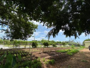 O projeto conta com várias hortas espalhadas pela cidade. (Foto: Prefeitura de Formiga)