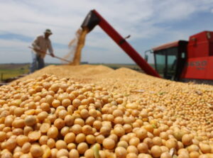 Produtores de soja estimam que a safra fique próxima de 130 milhões de toneladas. (Foto: Semagro)