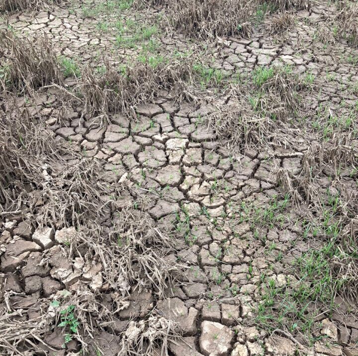 Terreno coberto por lama seca. Ela está toda trincada