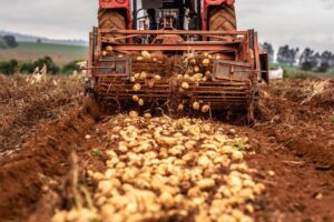 Araxá é um dos grandes produtores nacionais de batata. (Foto: Nutrien)