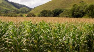 Safra de milho deve crescer quase 24% este ano. (Foto: Helena Pontes/Agência IBGE Notícias)