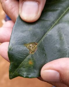 A larva faz minas nas folhas, por isso é conhecida como bicho mineiro. (Foto: Washington Bonifácio)