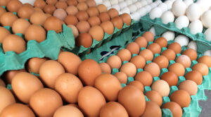 Produção anual de ovos teve o melhor resultado da série histórica. (Foto: Luiz Agner/IBGE)