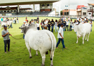 ExpoZebu é um dos eventos mais tradicionais da pecuária no Brasil. (Foto: ABCZ)