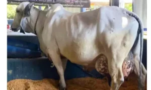 Vaca Iluminada bateu recorde mundial de produção diária de leite. (Foto: NaMídia Assessoria)