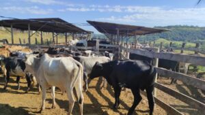 Em Minas Gerais 10 milhões de bovinos e bubalinos devem ser vacinados. (Foto: Denise Guerra) 