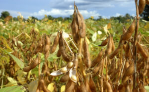 Até o fim de setembro é proibido semear ou manter plantas vivas nas lavouras de soja. (Foto: Adapec)