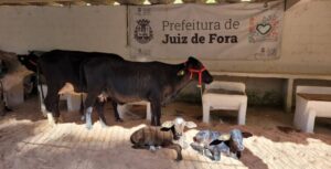 Esse é o 9º torneio leiteiro realizado este ano em Juiz de Fora (Foto: Divulgação). 