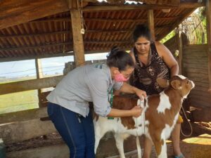 A bovinocultura de leite é um dos focos desta etapa do trabalho. (Foto: Senar)